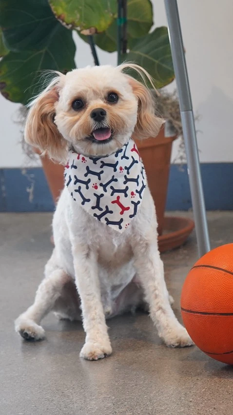 Jax our office dog